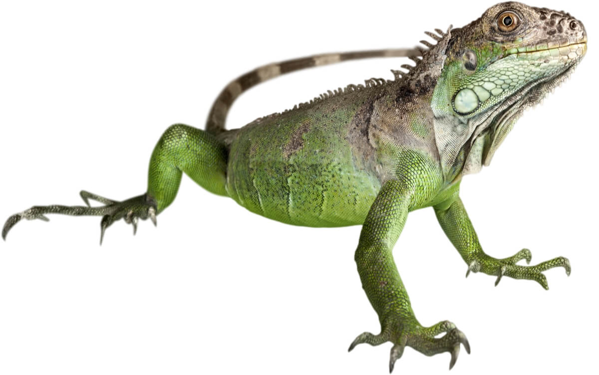 Una iguana sobre un fondo blanco.
