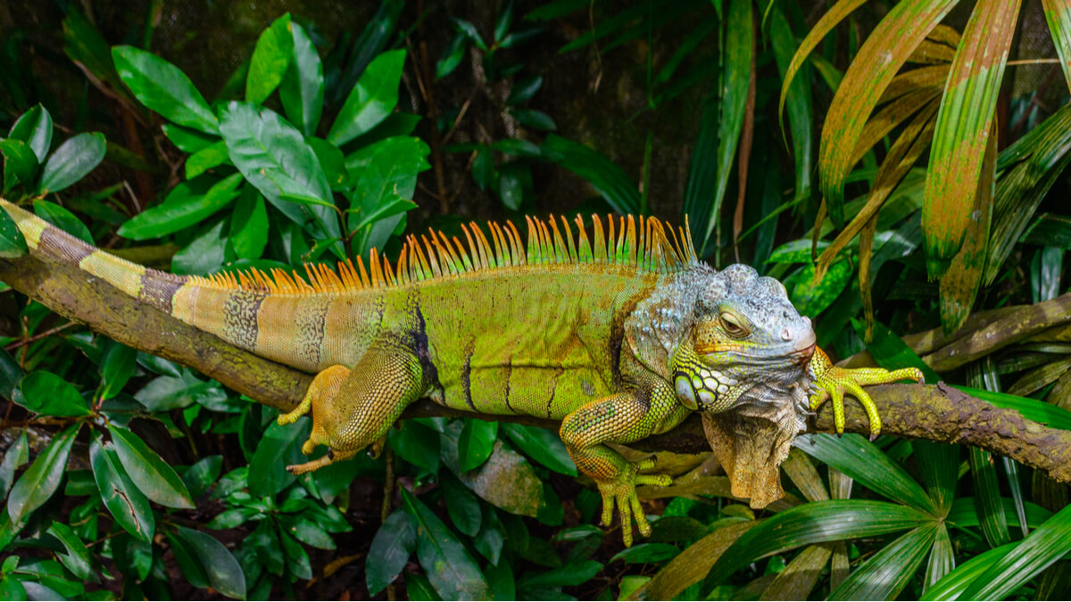 L'iguana verde è uno dei rettili vietati come animali domestici.
