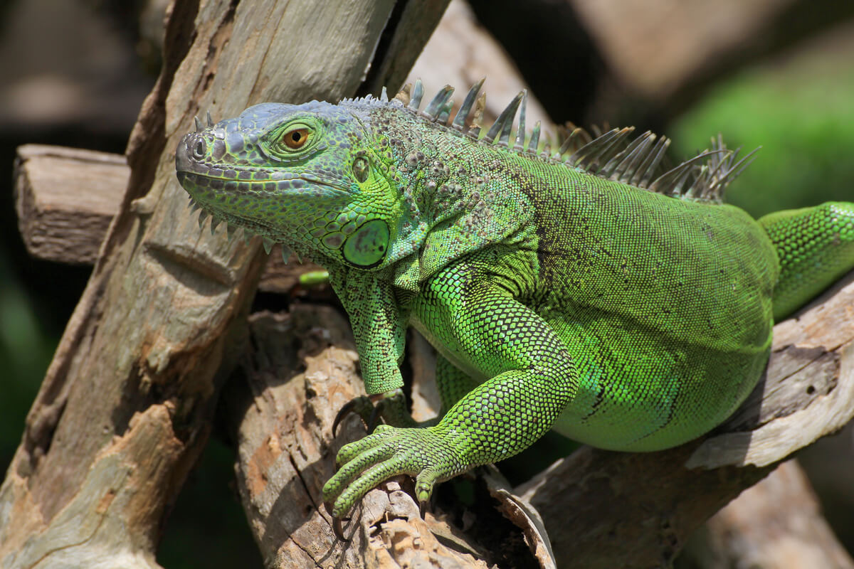 bir tahta parçası üzerinde duran yeşil iguana