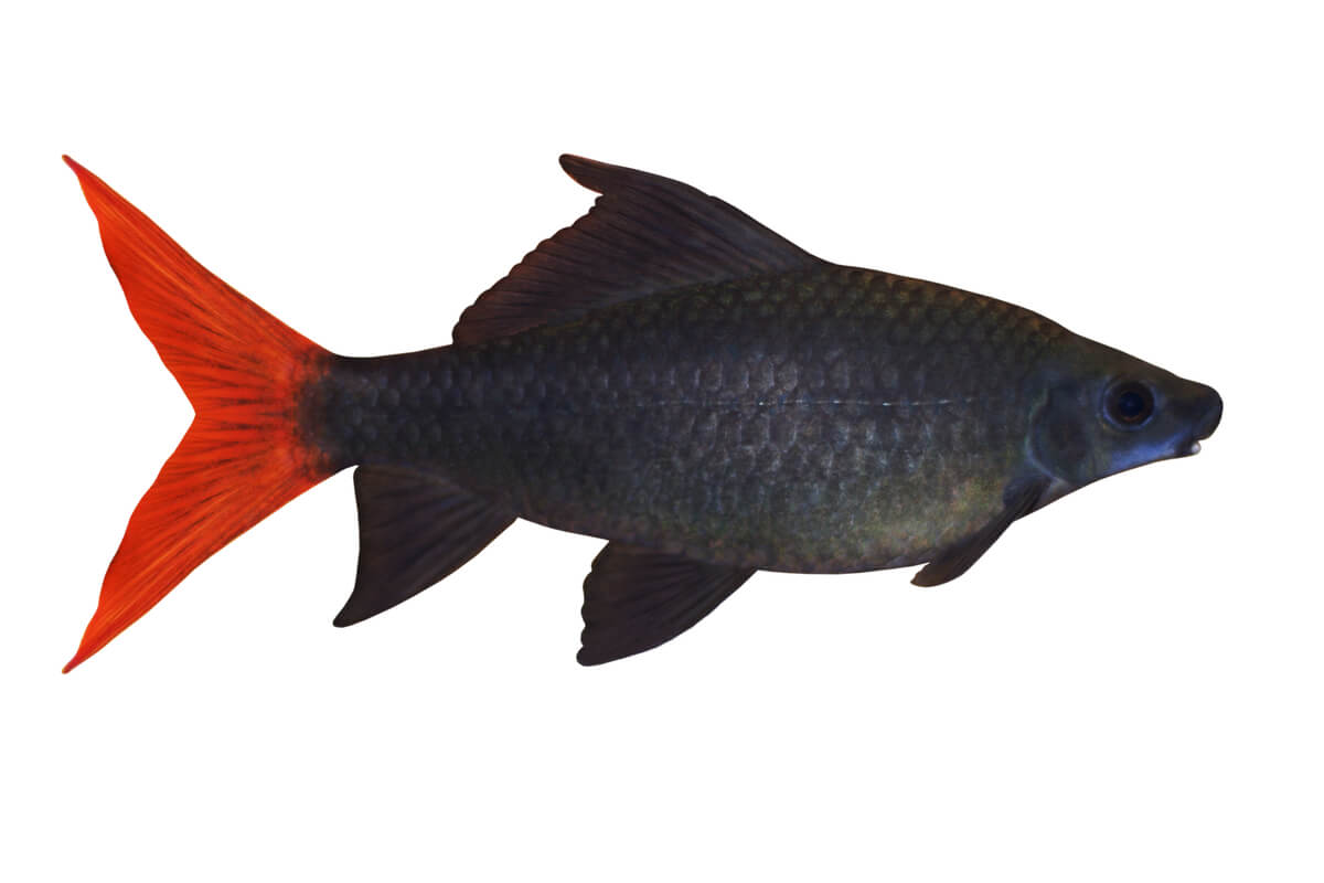 Uno de los peces de acuario agresivos.