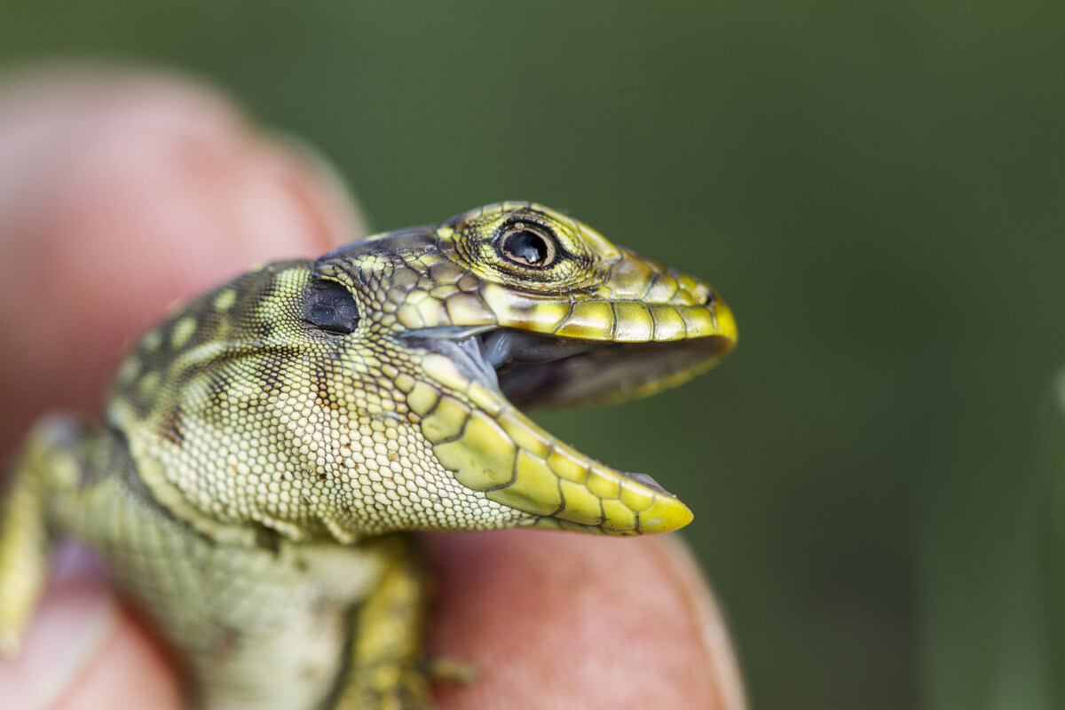 Un lagarto verde enfadado.