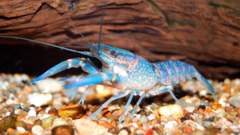 Langosta azul (Cherax quadricarinatus): cuidados y alimentación