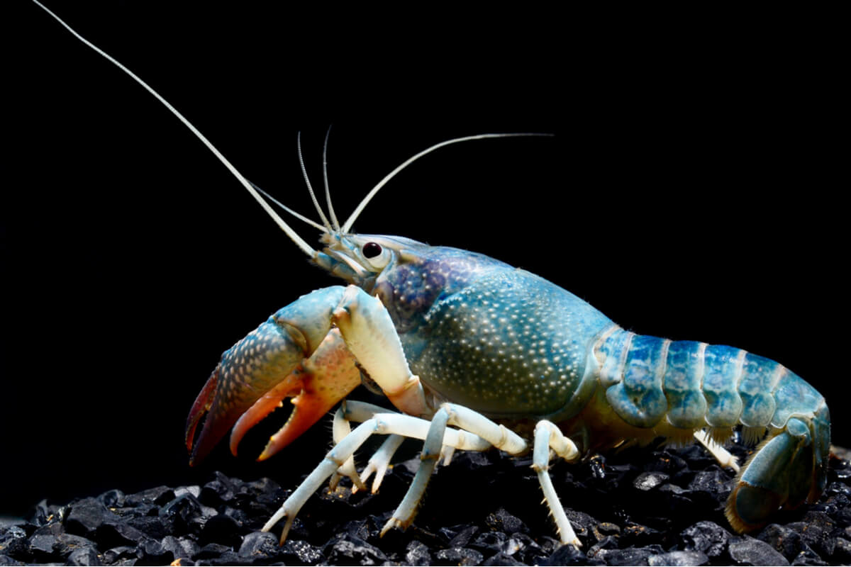 Una langosta azul sobre un fondo negro.