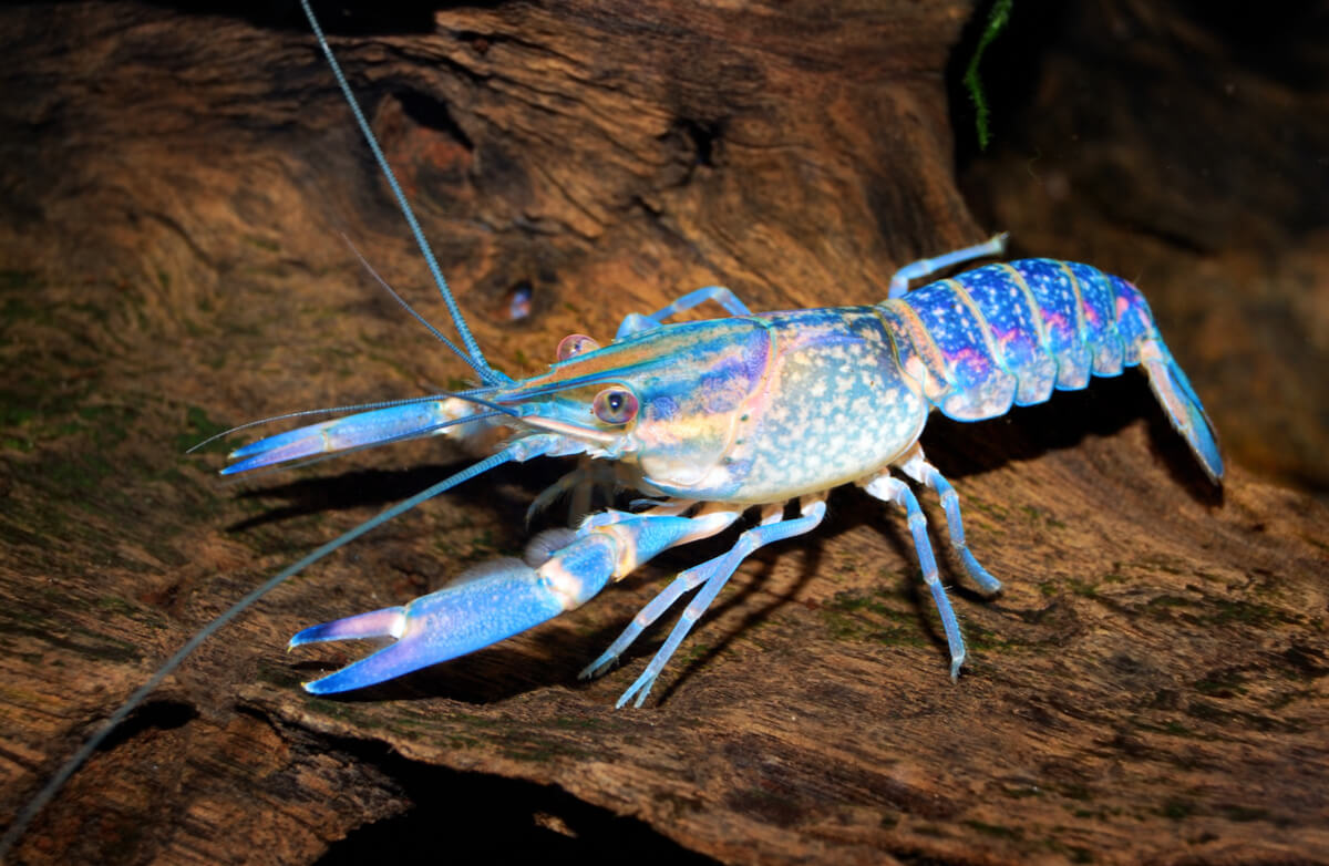 Una langosta azul sobre un tronco.