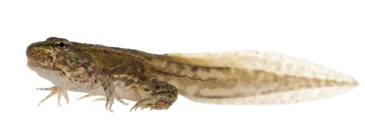 Una larva de rana en plena metamorfosis.