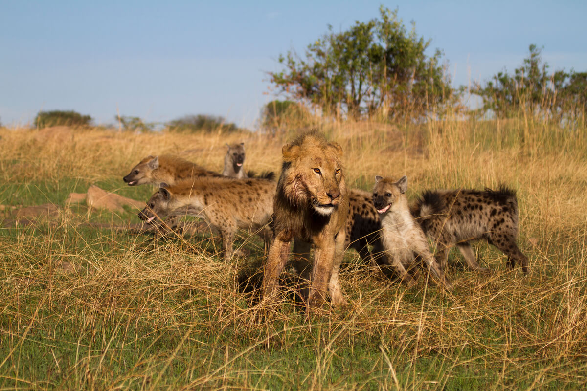 Un león se pelea con unas hienas.