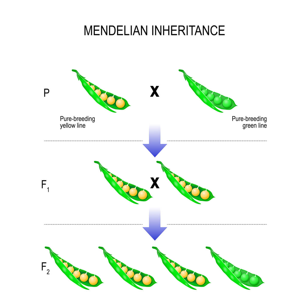 Genética y leyes de Mendel.