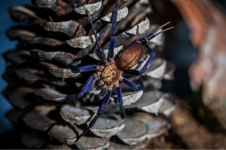 Linothele megatheloides: cuidados en cautiverio
