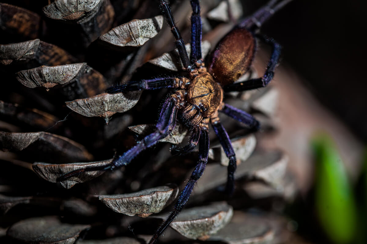 Una araña sobre un cono.