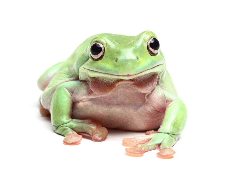 Litoria caerulea: cuidados en cautiverio