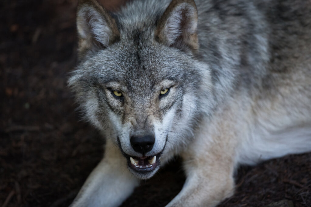 Un ejemplo de comportamiento agonístico en el lobo.