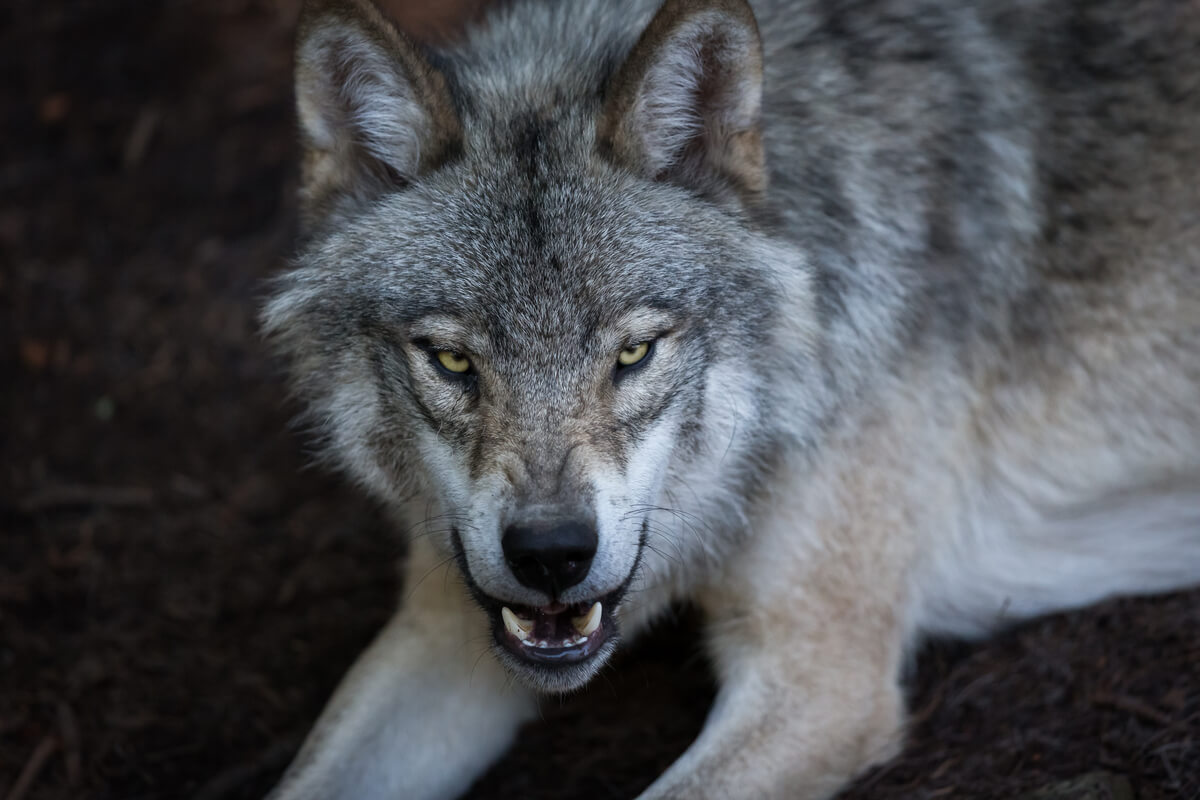 An example of agonistic behavior in the wolf.