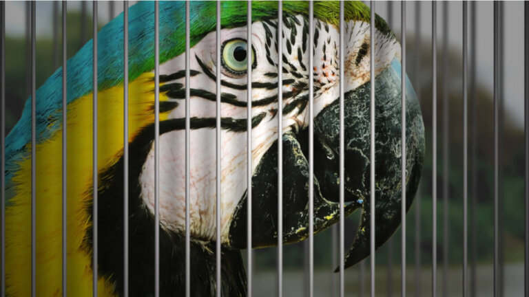 7 pájaros domésticos en peligro de extinción