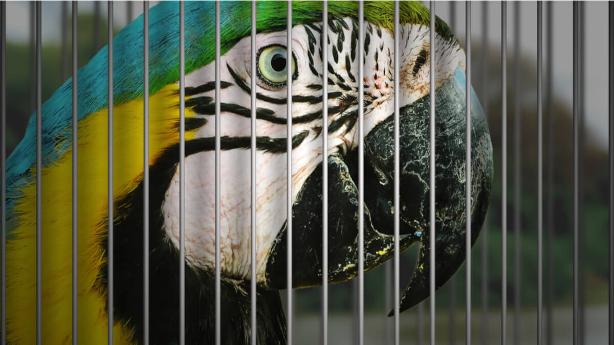 A parrot in a cage.