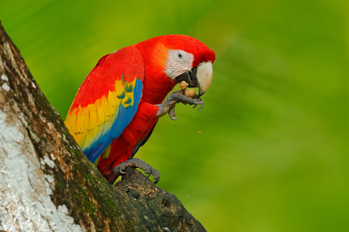 Un ejemplar de loro rojo.
