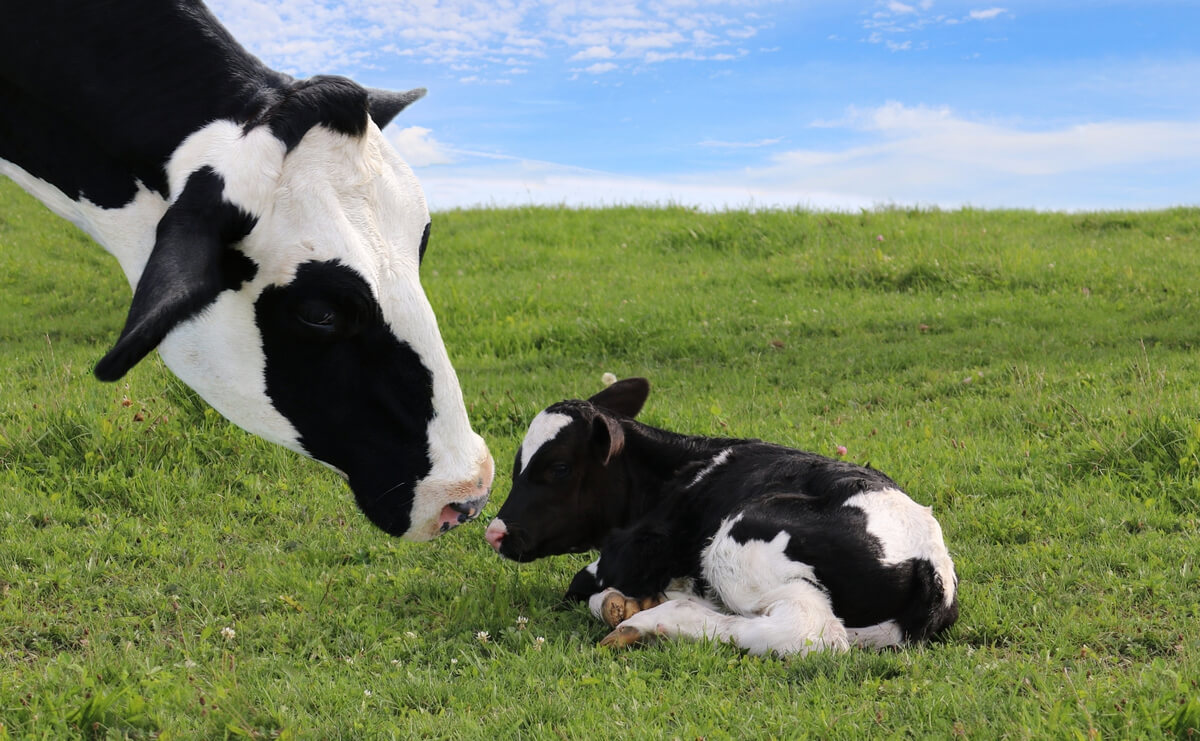 Una vaca con su ternero.