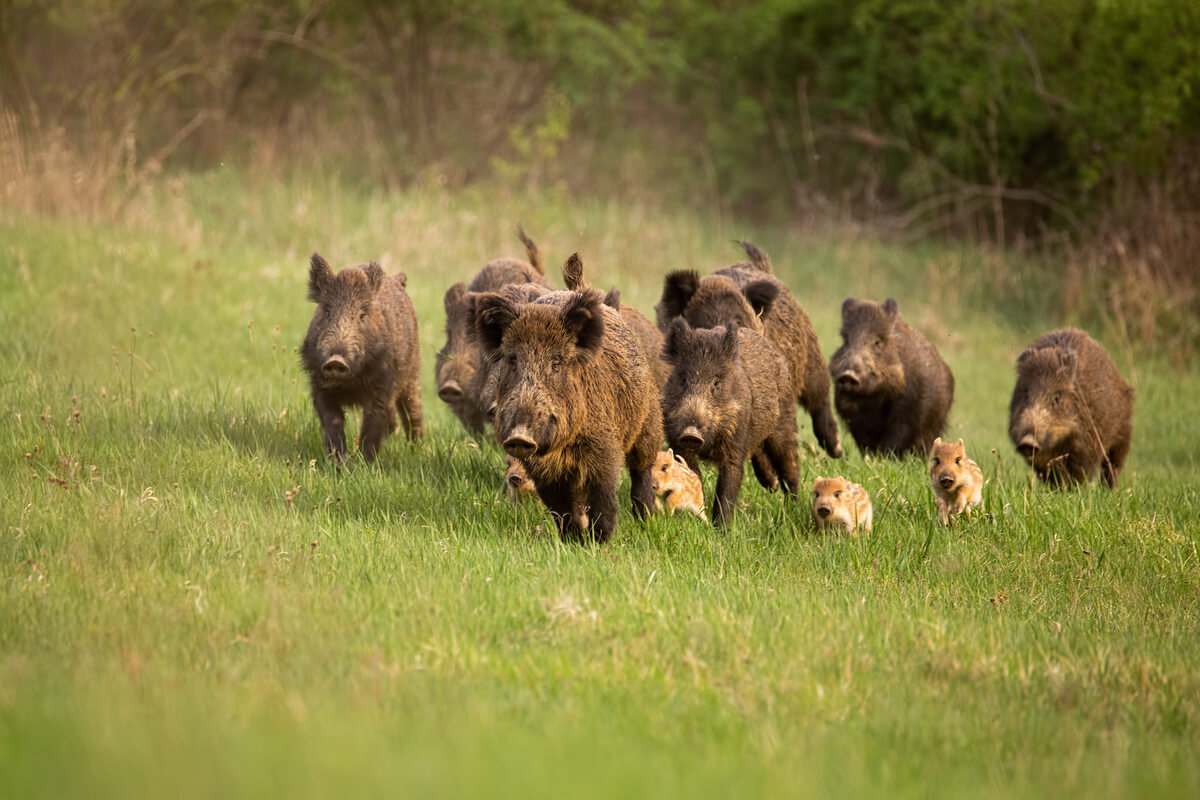 Wild boars and their babies.