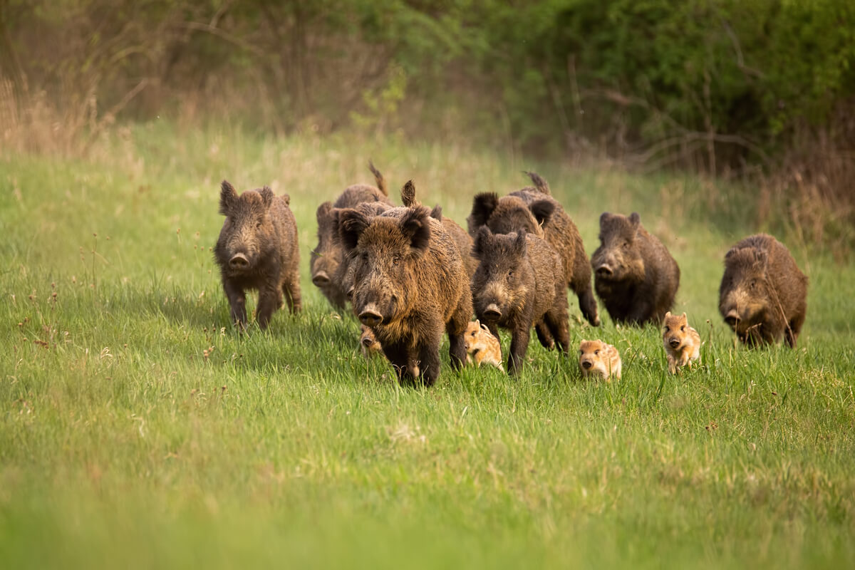 11 Kuriositäten über Wildschweine