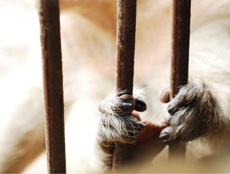 Cómo el estrés inducido por el cautiverio cambia la fisiología de diferentes especies