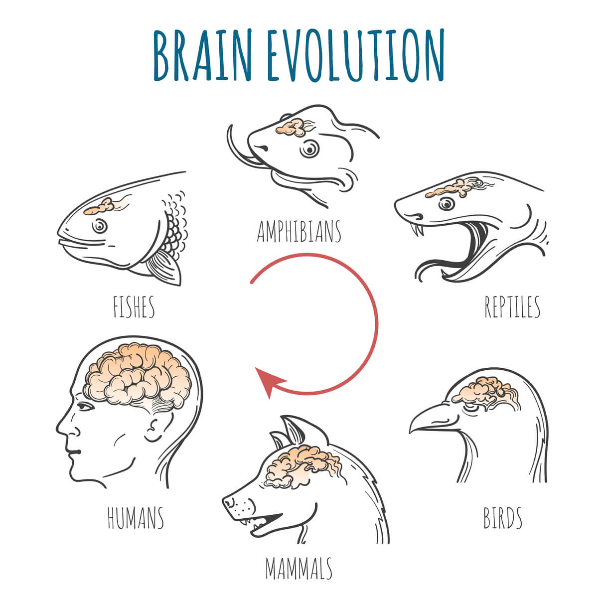 Modelos cerebrales de animales