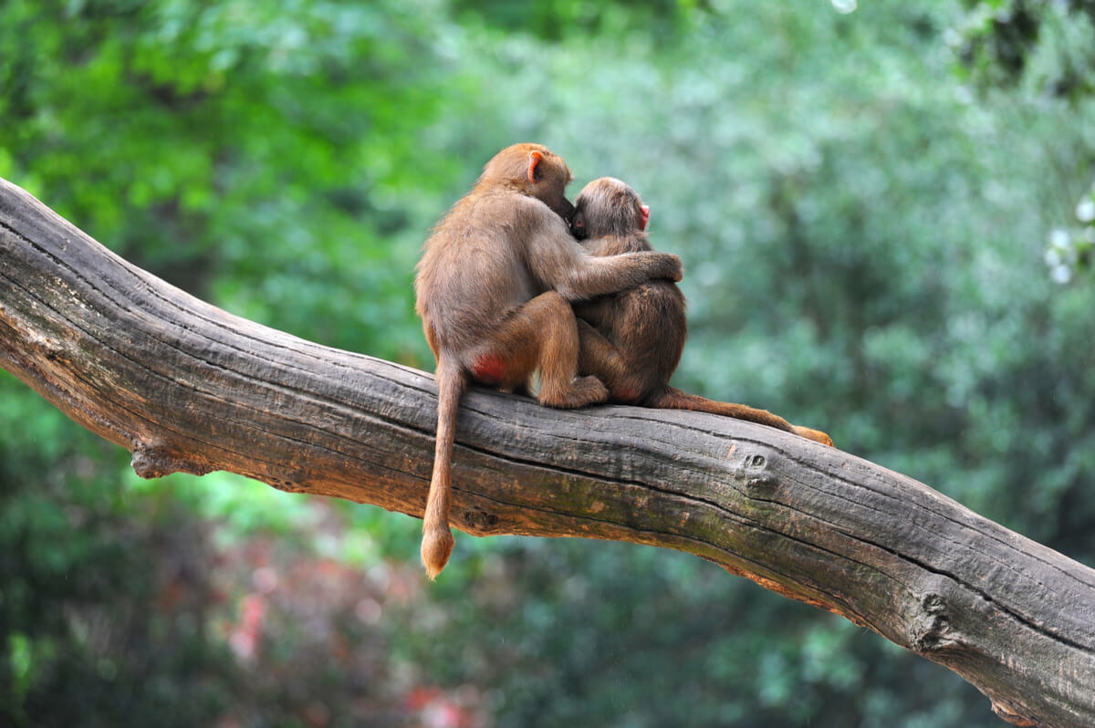 Scimmie che si abbracciano.