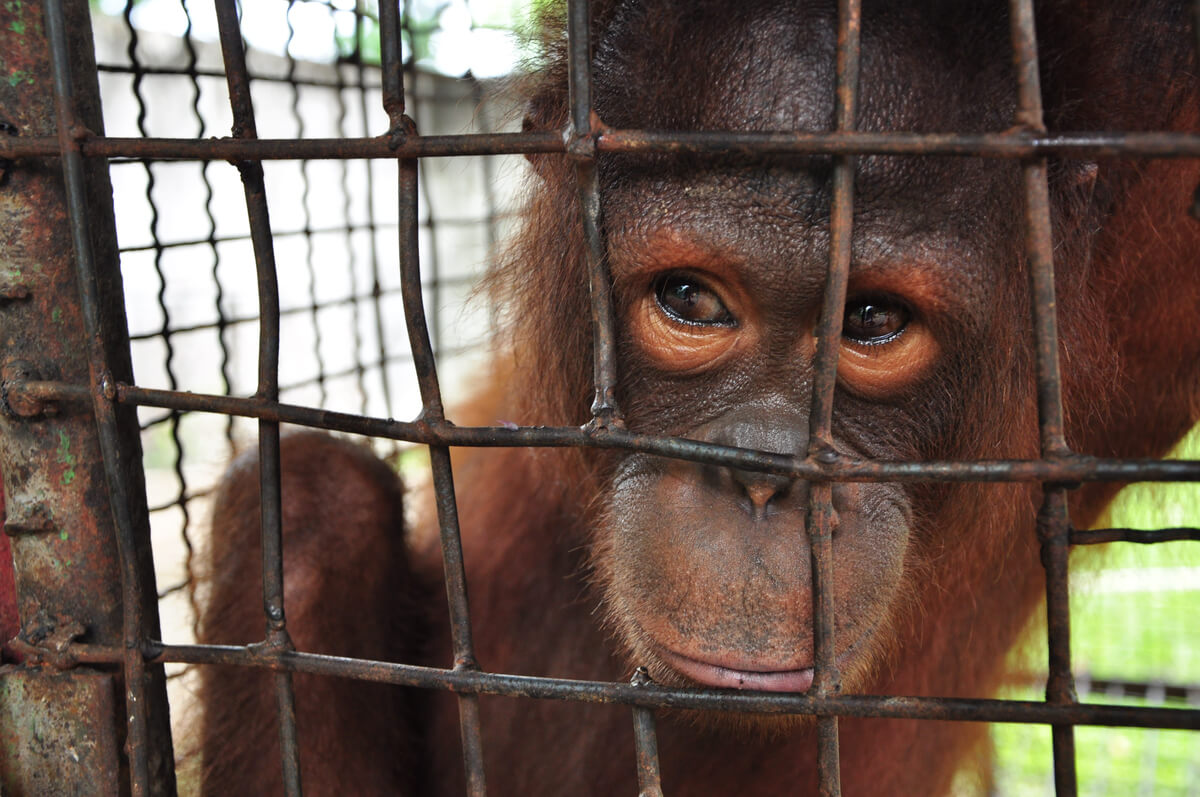 Gestresste Wildtiere In Gefangenschaft gestresste-wildtiere-in-gefangenschaft