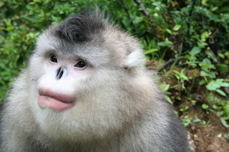 Mono dorado de nariz chata: un simio en peligro