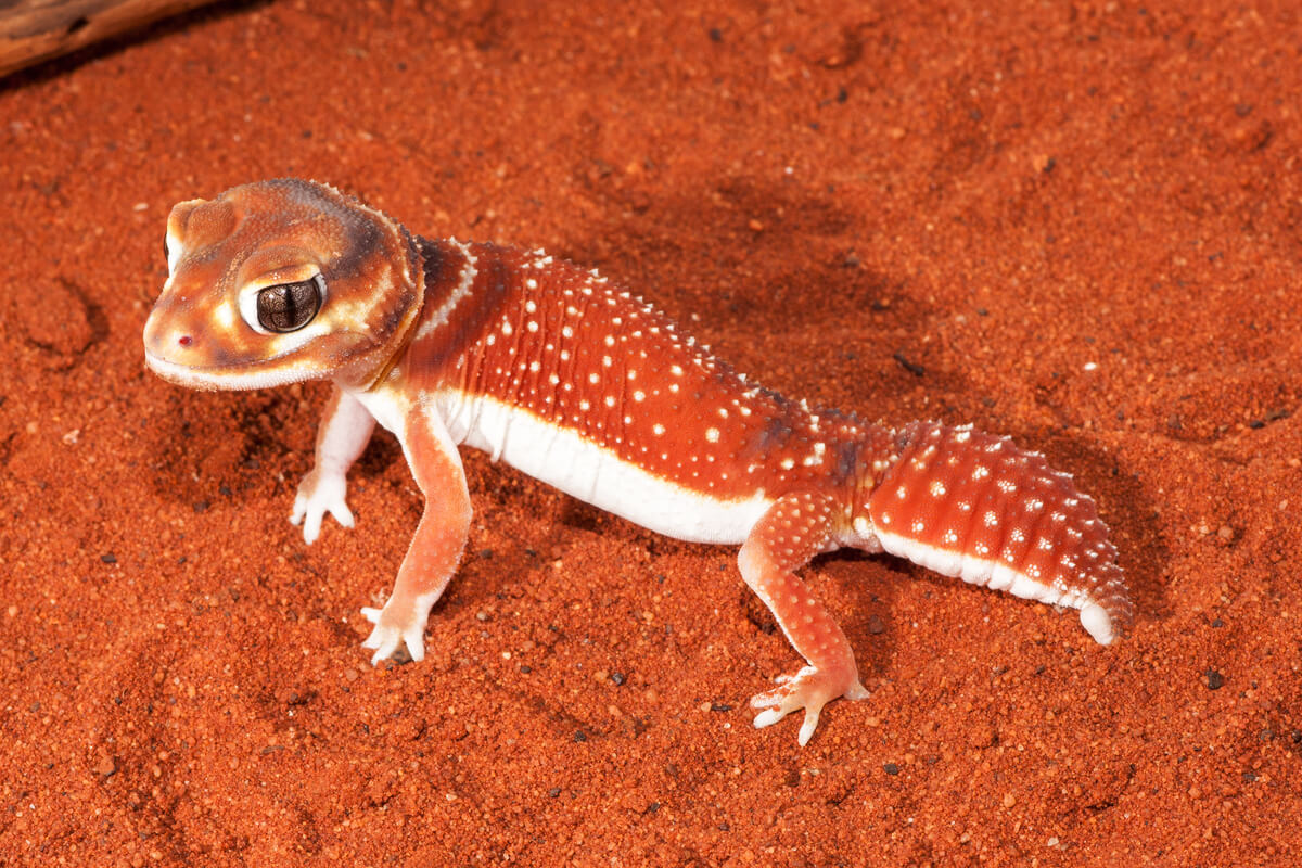 Un gecko sobre la arena