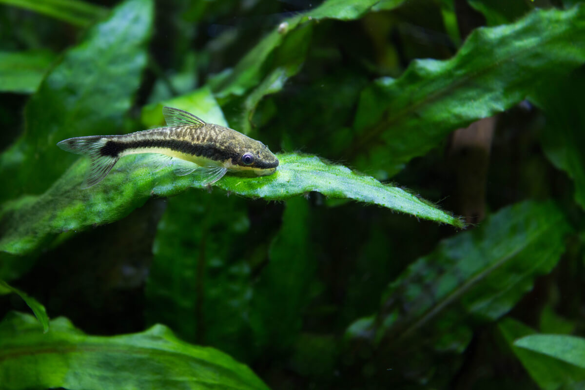 Un otocinclus en un alga.