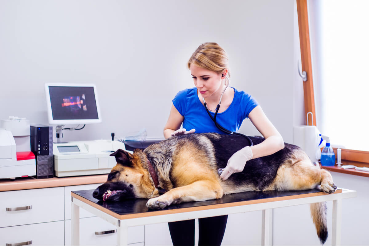 Schlaganfall bei Hunden - Schäferhund beim Tierarzt