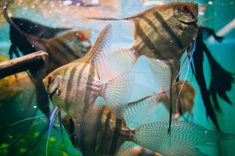 Alimento vivo para peces: ¿cómo cultivarlo en casa?