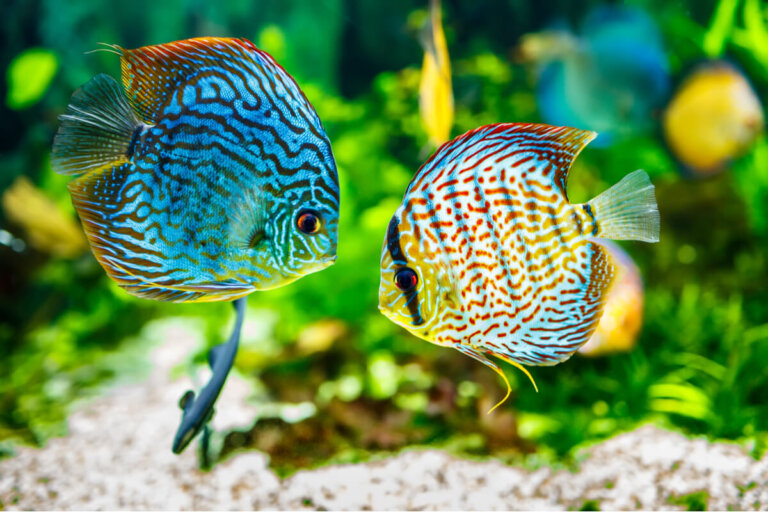 Peces disco: una especie exótica del agua dulce