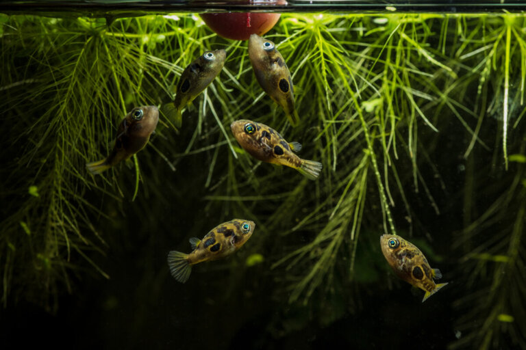 6 tipos de peces carnívoros para el acuario