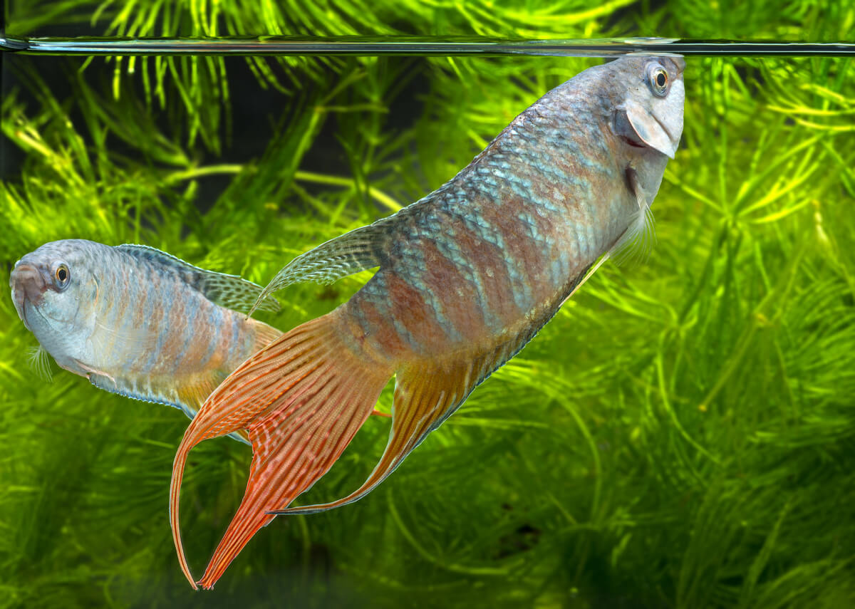 Peces paraíso, otros de los animales que no requieren filtros.