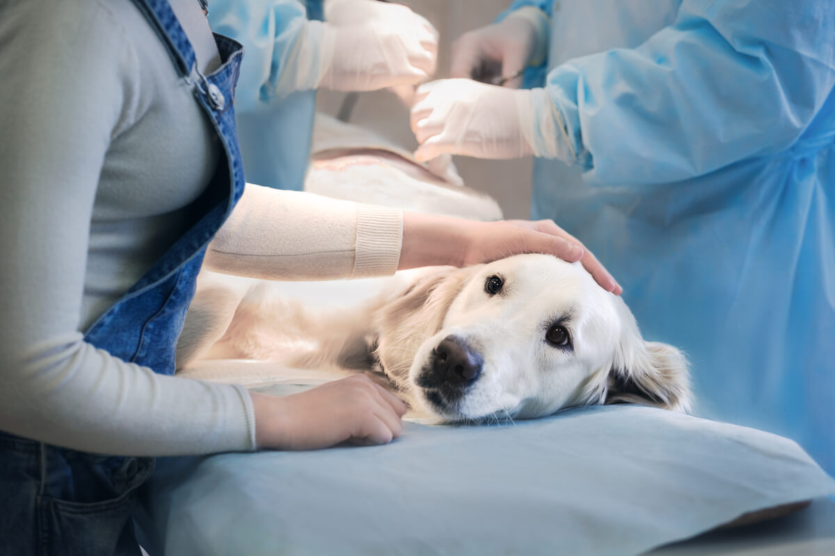 Un perro siendo operado.