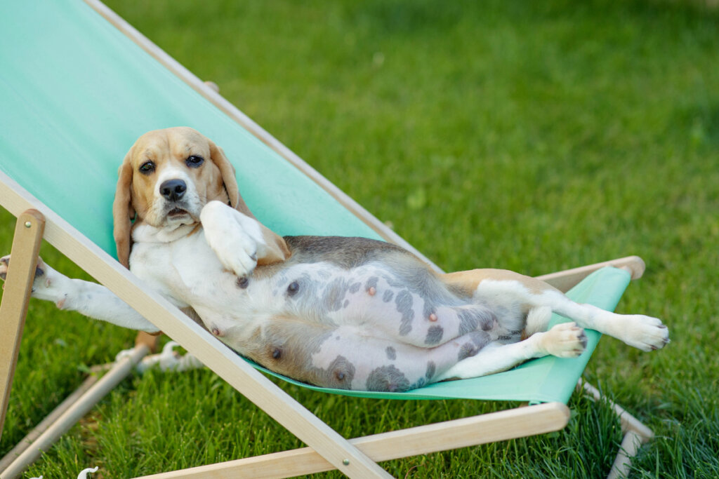 5 cuidados en perros gestantes