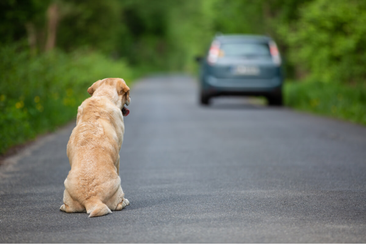An abandoned dog looks at a car.