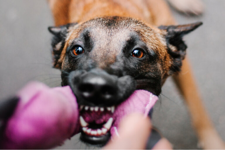 Agresividad en perros y genética: ¿están relacionadas?