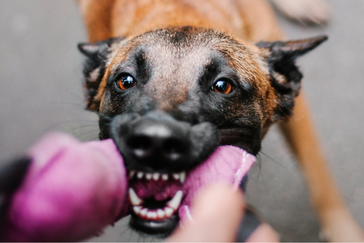 Warum knurrt mein Hund, wenn er spielt?