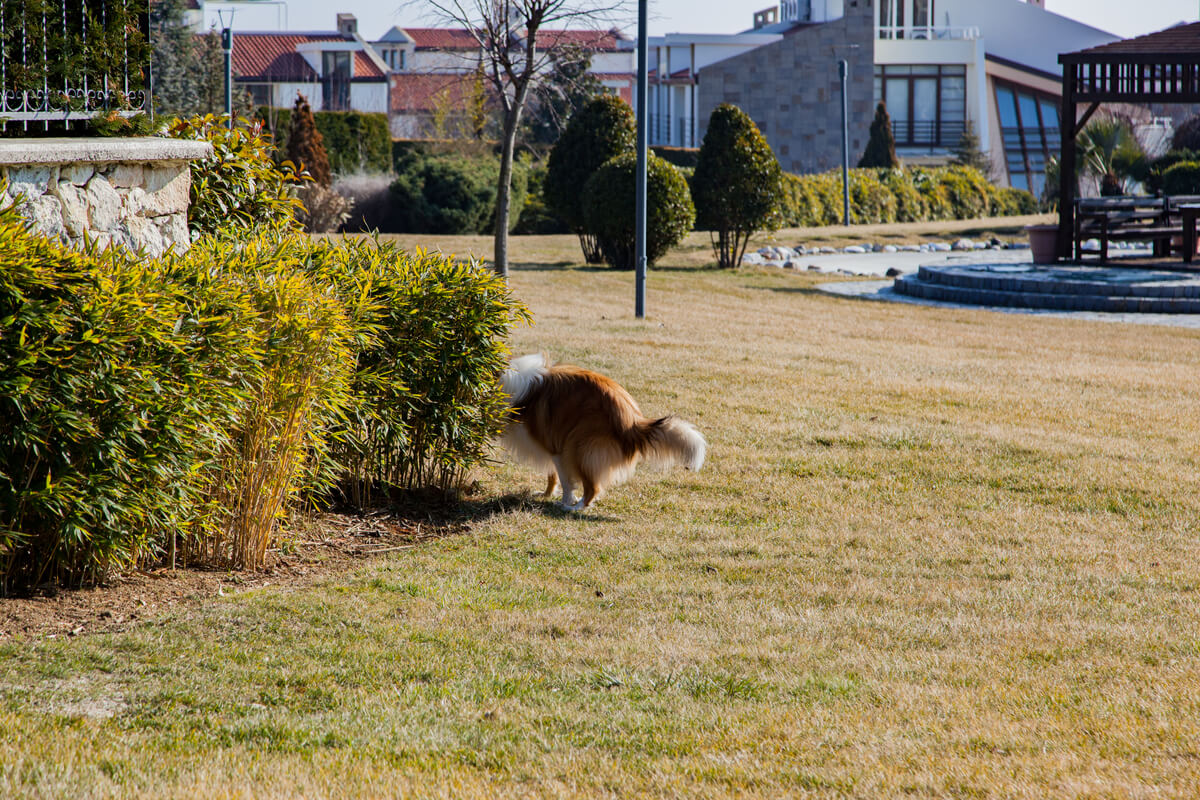 Un perro hace caca detrás de un seto.
