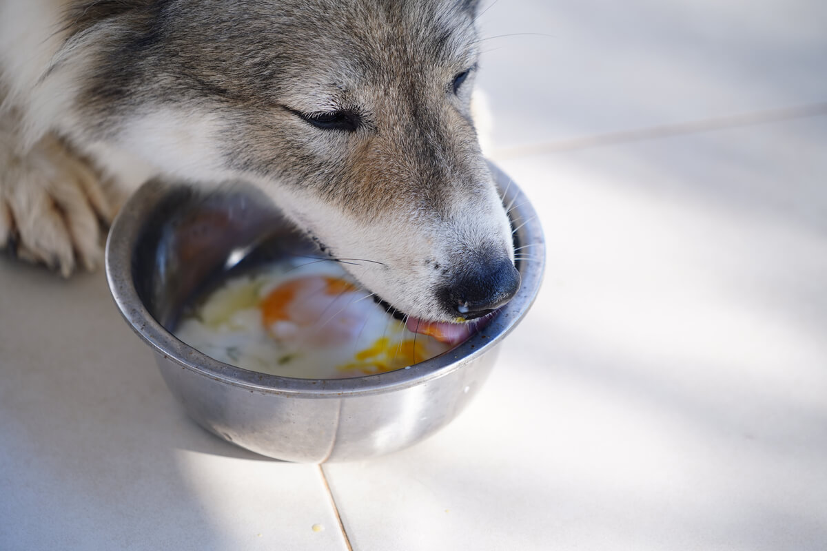 Köpekler için başka bir sağlıklı yiyecek.