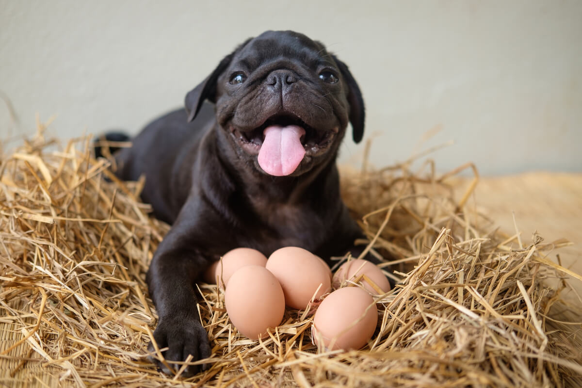Un perro contento entre huevos.