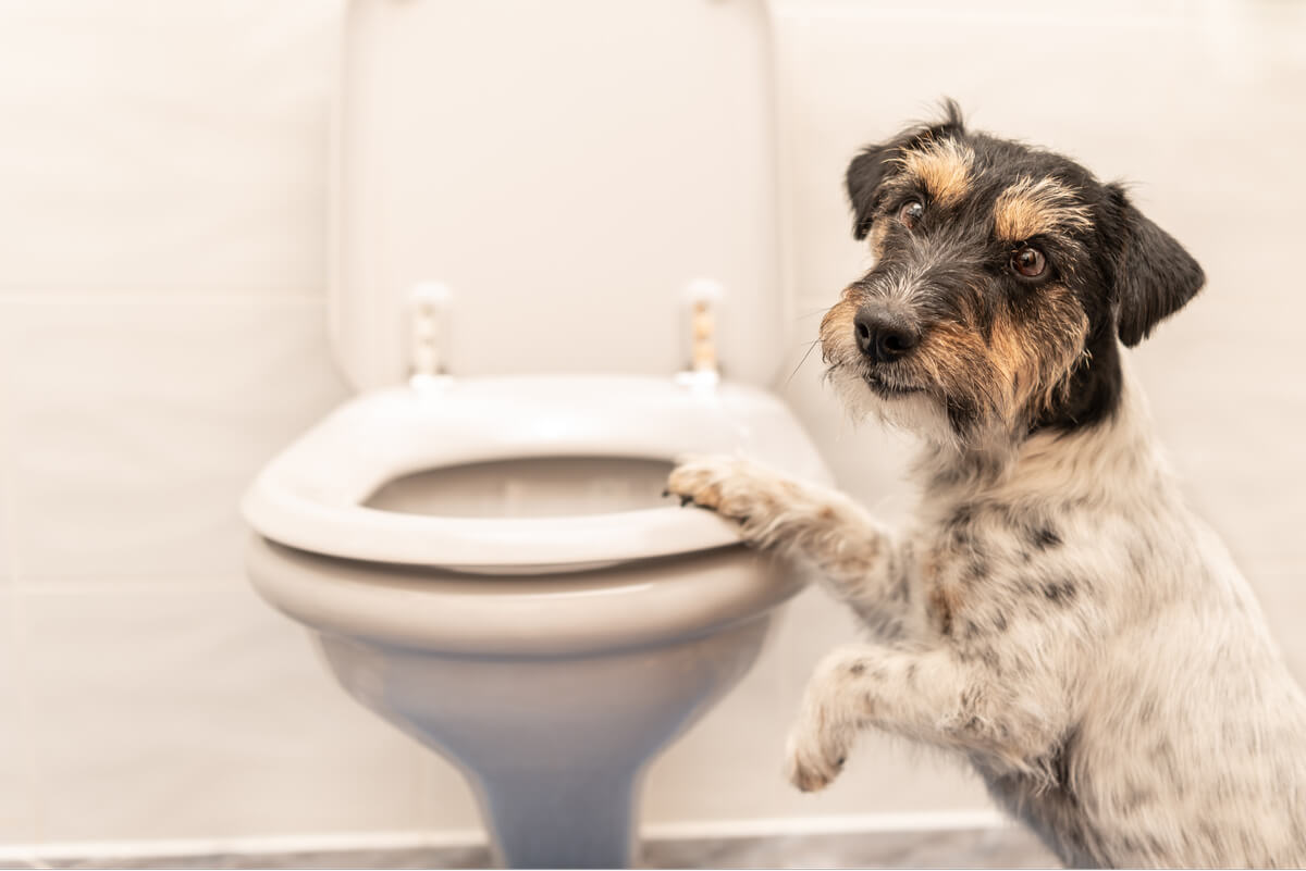 A dog with diarrhea in the toilet.