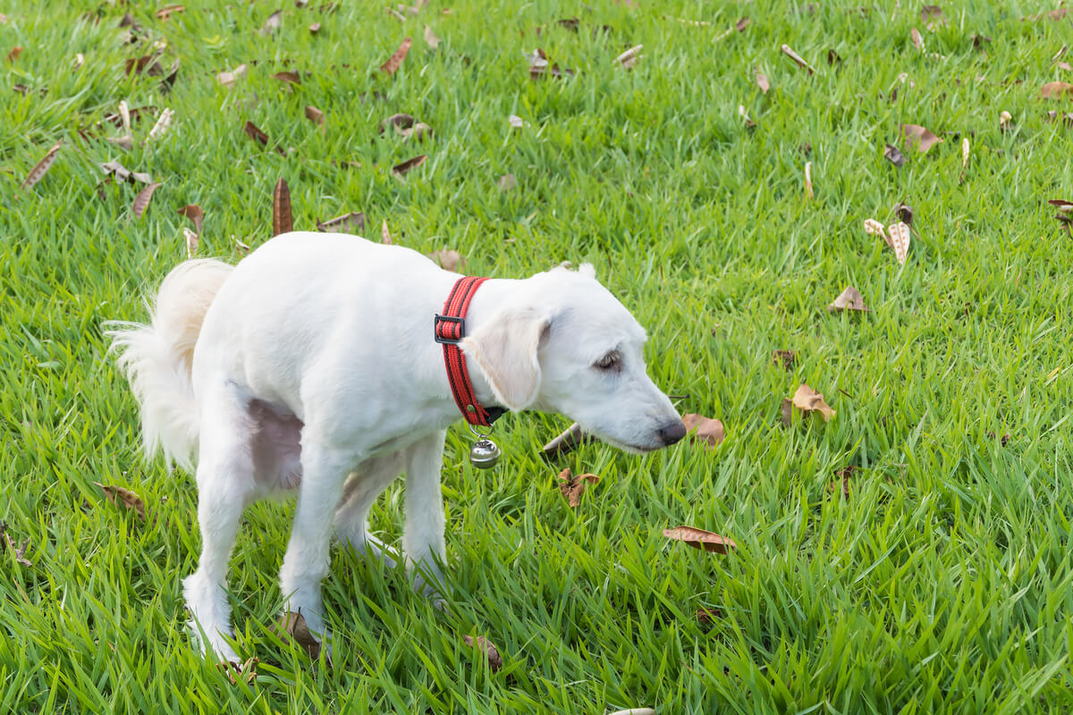 İshalli köpeklerde beslenme.