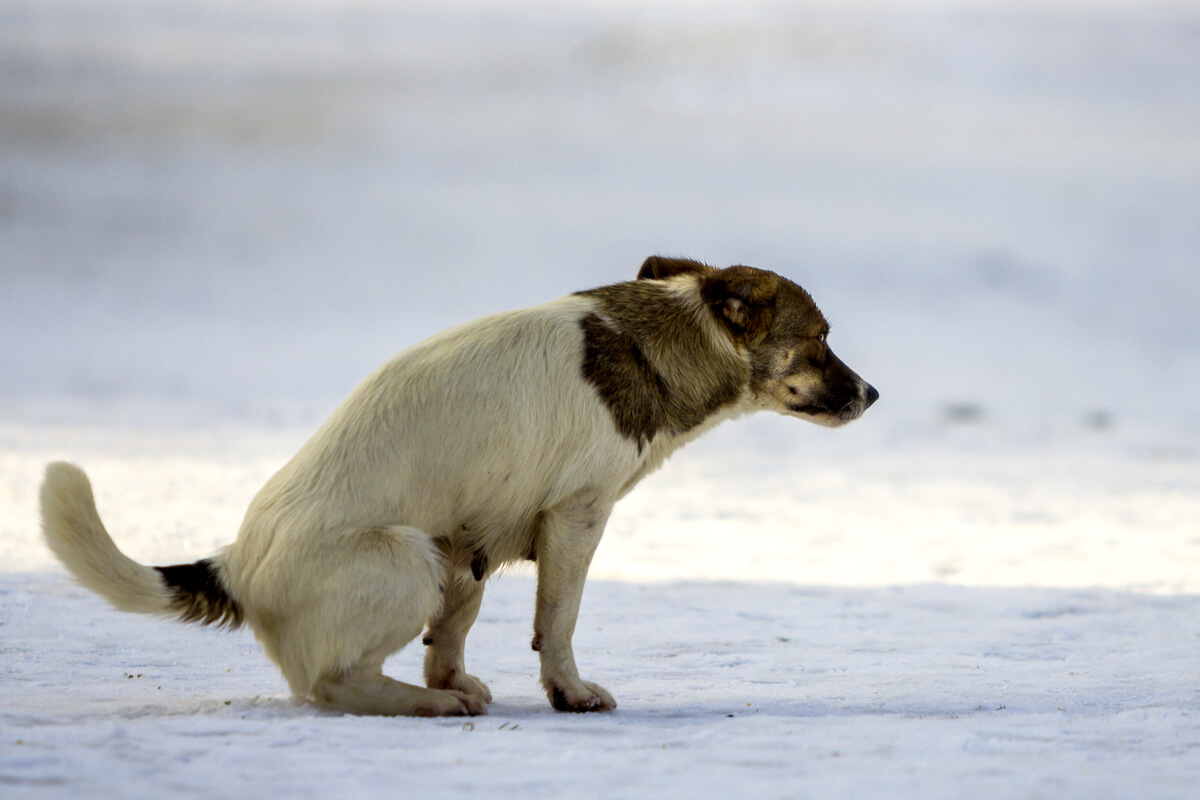 Un perro con diarrea en la nieve.