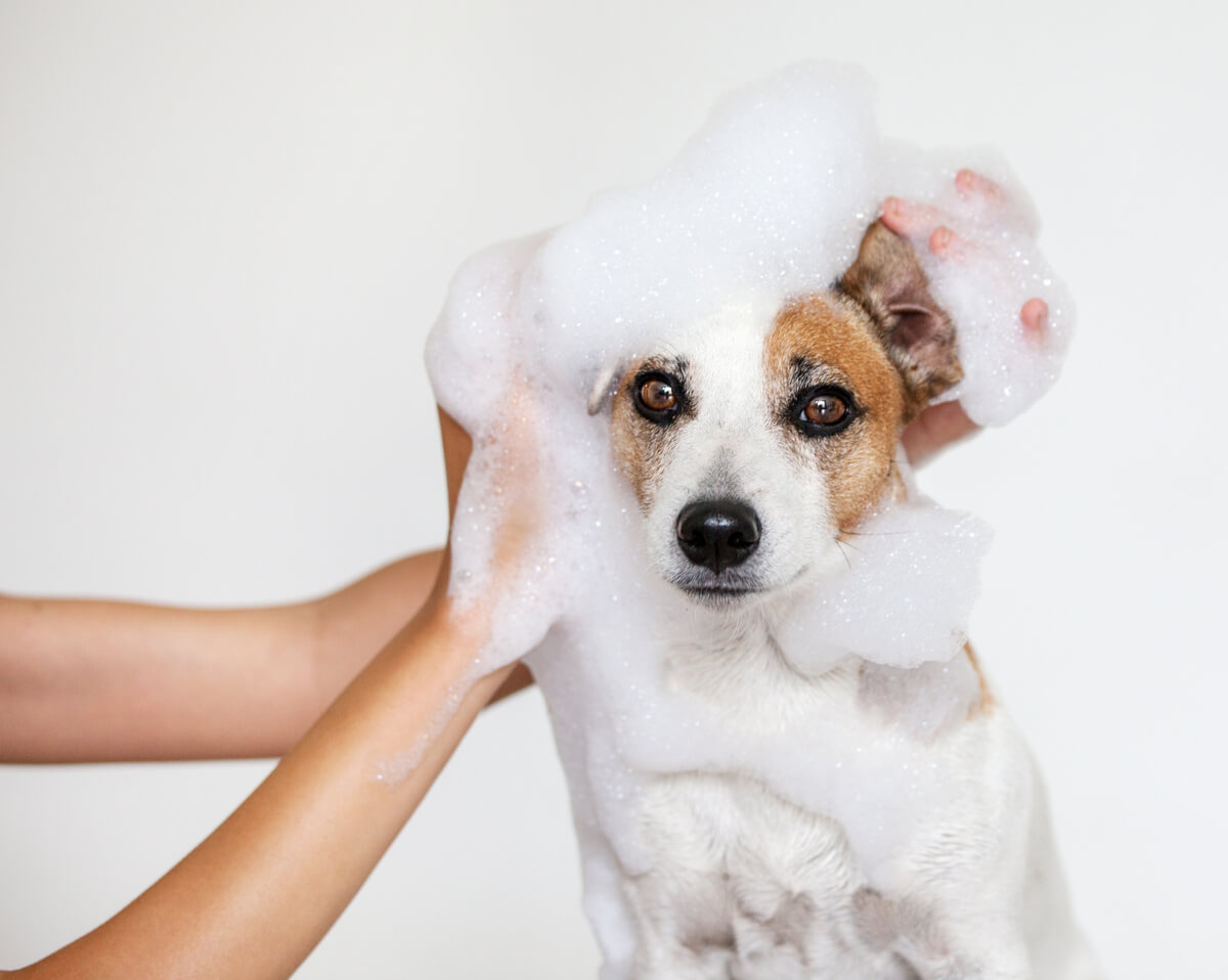 Des accessoires pour le bain des chiens sont nécessaires.