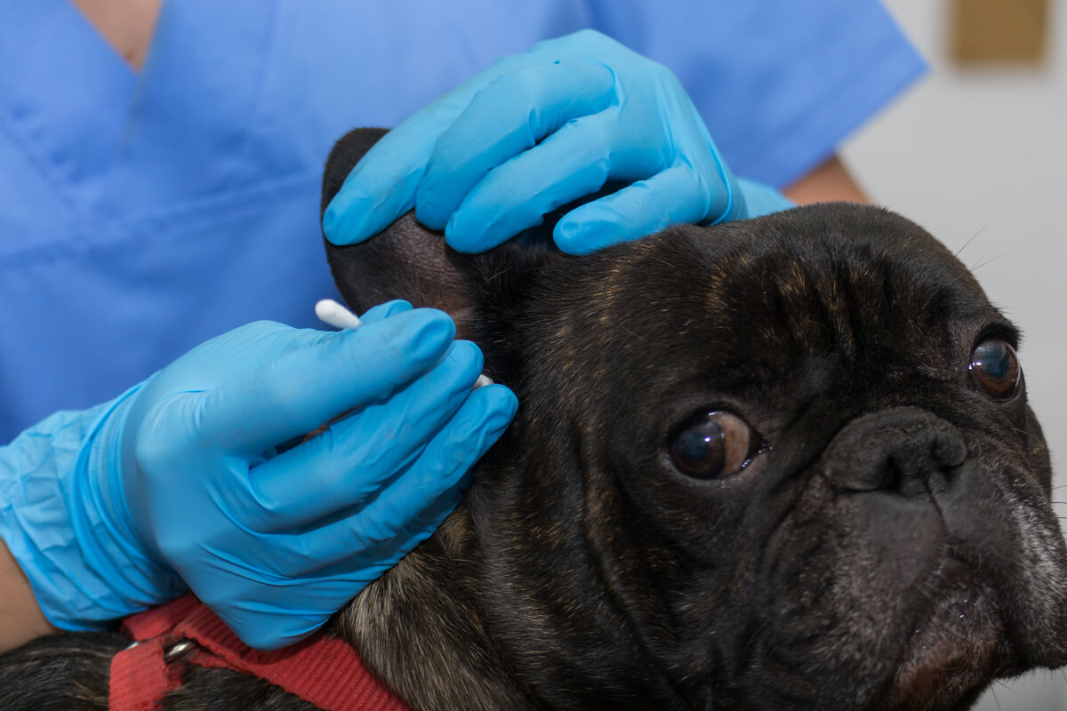 Otitis en perros.