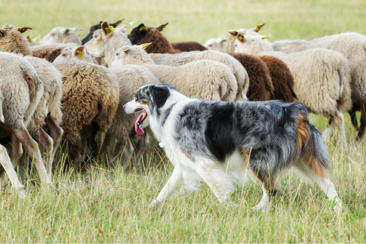 La hidatidosis afecta mayoritariamente a las ovejas.