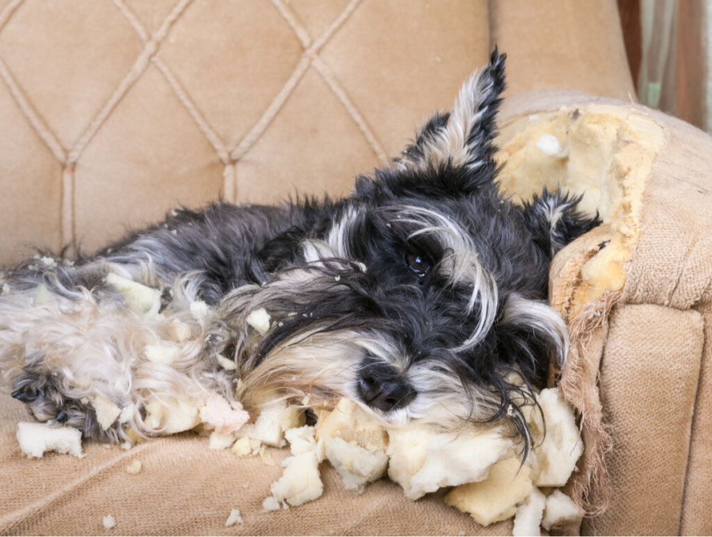 3 tratamientos para tratar la ansiedad en perros