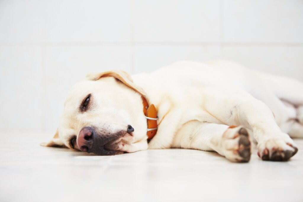 Cáncer de mama en perros: ¿cuáles son las causas?